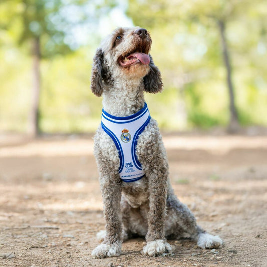 Real Madrid C.F. Hundegeschirr