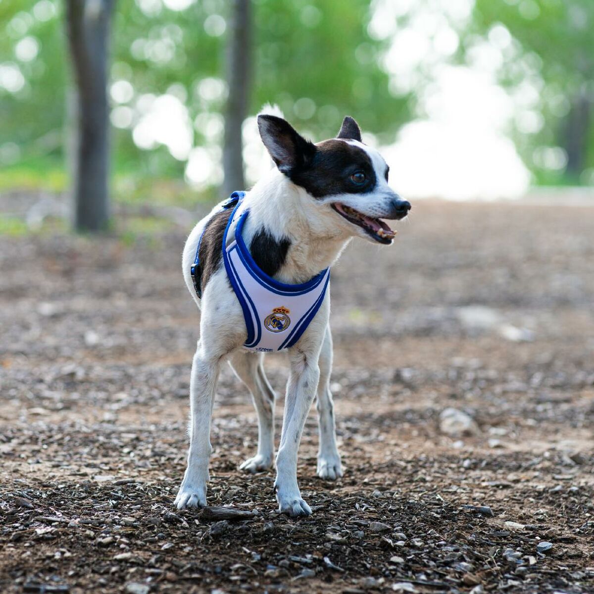 Real Madrid C.F. Hundegeschirr